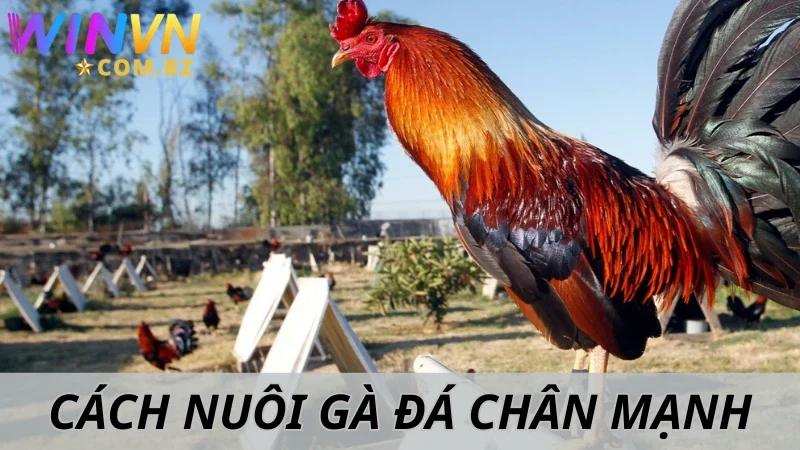 Cách Nuôi Gà Đá Chân Mạnh - Bí Kíp Chăm Kê Từ Winvn