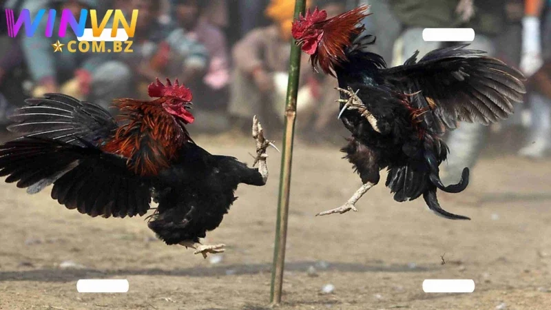 Đá gà cựa sắt tại Winvn đang rất được đón nhận