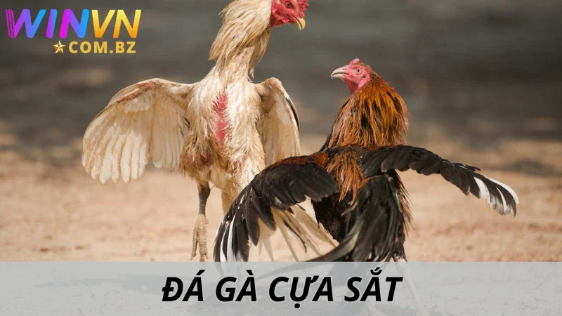 Đá Gà Cựa Sắt Winvn - Khám Phá Những Yếu Tố Bất Ngờ