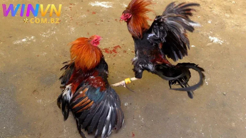 Hình dung chi tiết về diễn biến của chọi kê cựa sắt