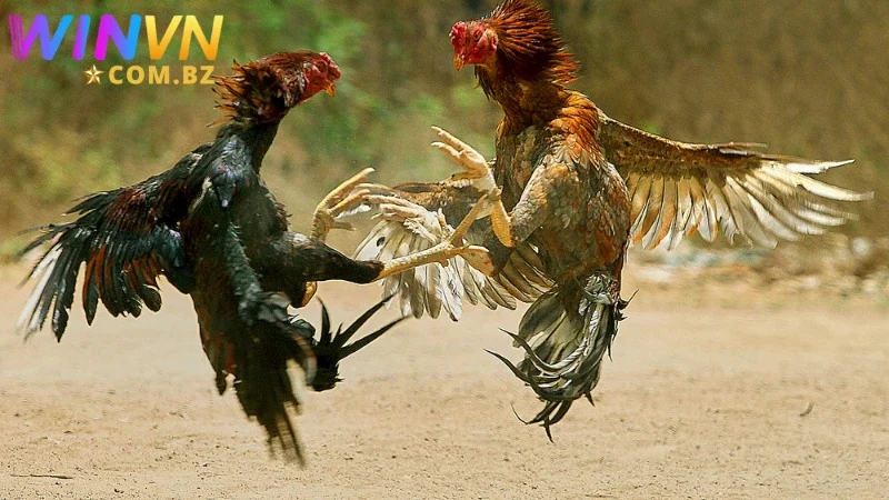 Nhiều thế mạnh đã được đầu tư triển khai ở sảnh